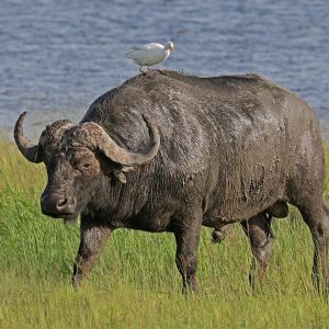 Penfam Tours and Safaris | African Buffalo - Penfam Tours