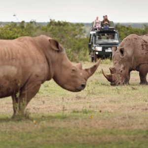 Rhinos at Lake Nakuru - Game viewing | Penfam Tours and Safaris