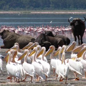 Lake Nakuru white pelicans and buffaloes with flamingos in the background | Penfam Tours and Safaris