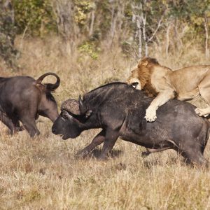 Kenya Safaris and Tours | Penfam Tours and Safaris | Male lion attack huge buffalo bull