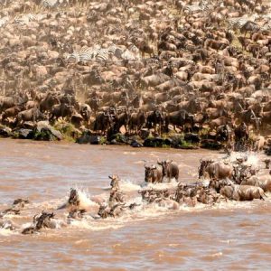 Wildebeest migration - Masai Mara Safari Wildebeest migration Kenya Tanzania Safaris