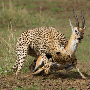 Masai Mara Safari - Best Cheetah Kill in action