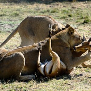 Masai Mara Lions in action Kenya Safaris