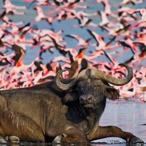 Lake Nakuru wildlife | Penfam Tours and Safaris