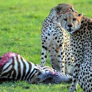 Cheetahs having a break at Amboseli National Park