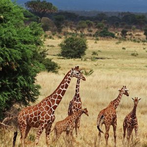 Reticulated giraffe - Samburu National Reserve
