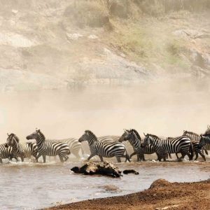 Masai Mara Safari Zebras in the Wildebeest migration Kenya Tanzania Safaris