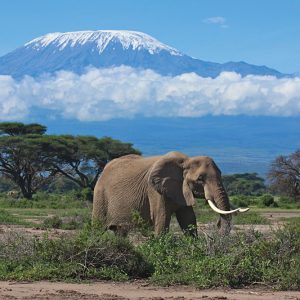 Amboseli Elephant with Views of Mt Kilimanjaro Kenya Safari
